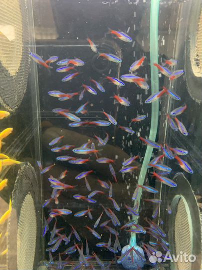 Аквариумные рыбки оптом (крупный опт )