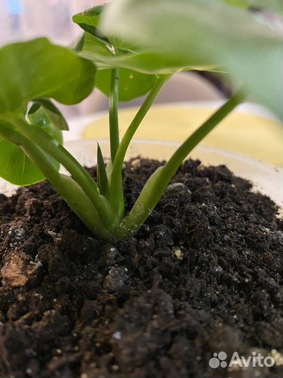 Филодендрон атом