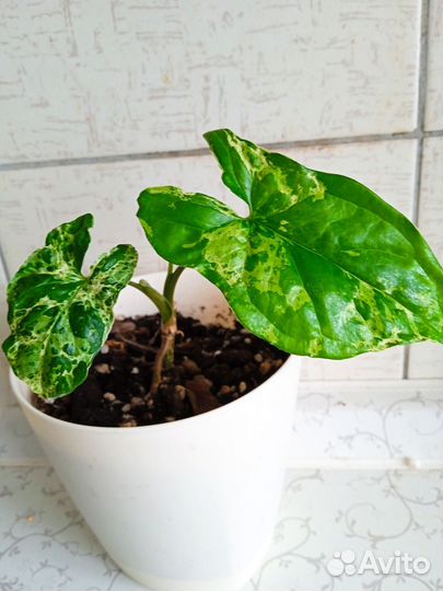 Сингониум моттлед мохито