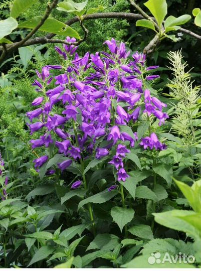 Саженцы Цветы Земляника