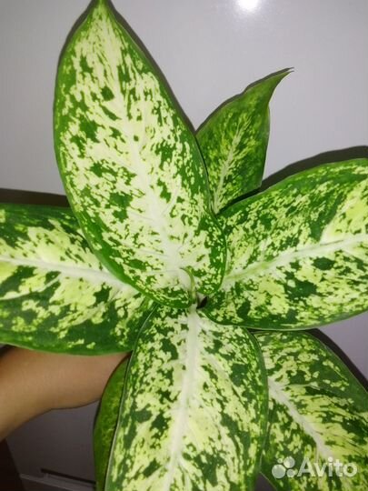 Диффенбахии, Анлаонемы