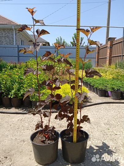 Посадочный материал, декоративные растения