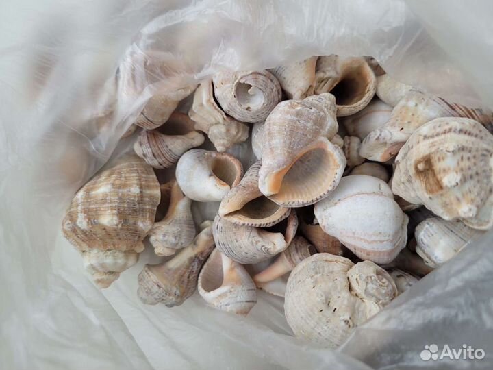 Морские ракушки раковины