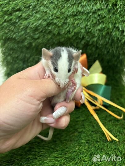 Крыса дамбо - малыши крысята, разные окрасы