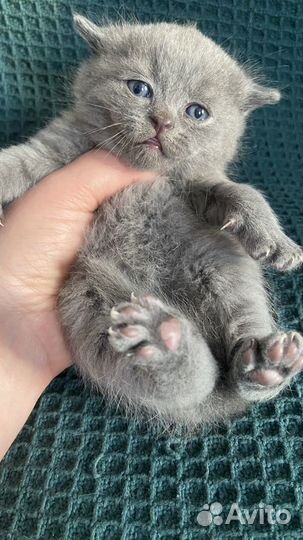 Шотландские котята