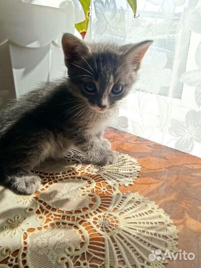 Котята в добрые руки на счастье в дар