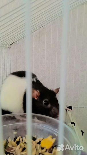 Крыски дамбо