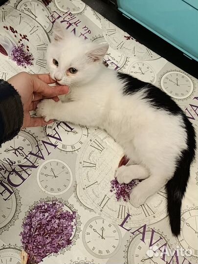 Котята в добрые руки мальчики 2 месяца