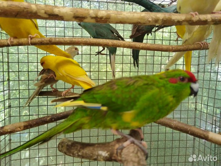 Попугай Какарик 3мес