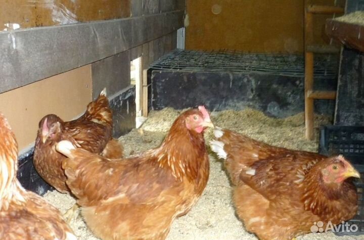 Куры Несушки, Бесплатная доставка