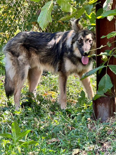 Подарить семью