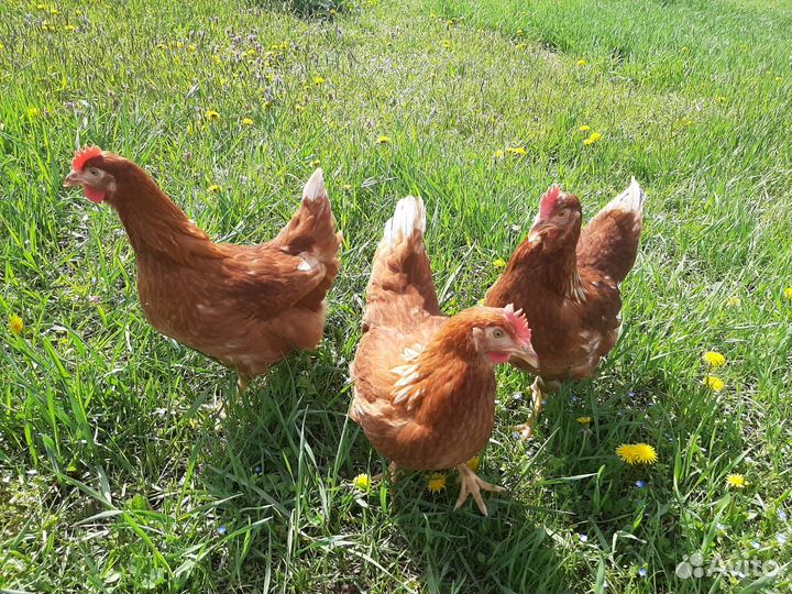 Курочки несушки молодки