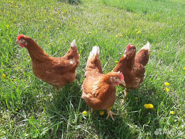 Курочки несушки молодки