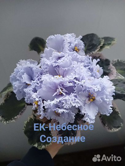 Лист фиалки, 10сортов