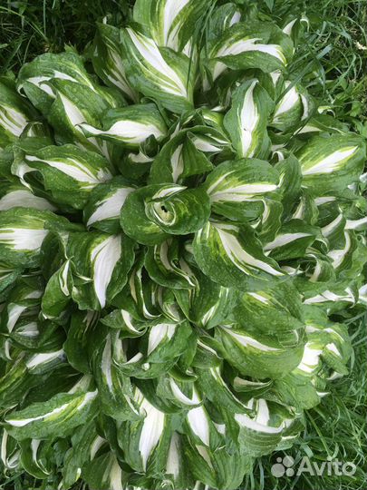 Бересклет жёлтый,белый, хоста, лилейники