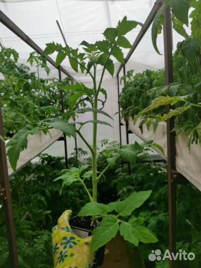 Рассада томатов