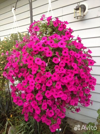 Лучшие сорта каскадных и ампельных петуний