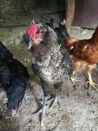 Петухи породистые