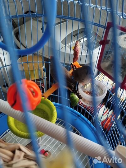 Птицы амадины