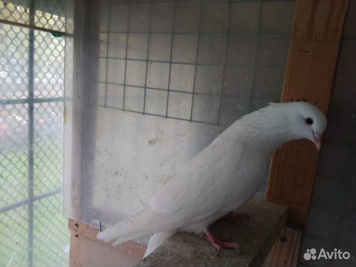 Бойные голуби