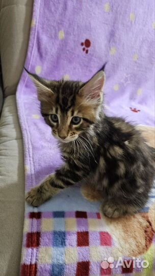 Котята мейн-кун