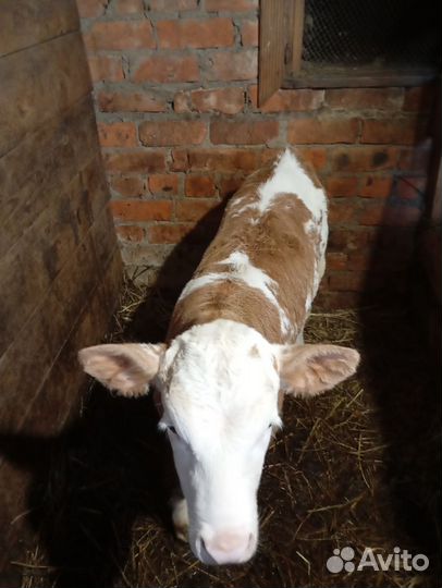 Тёлочка 2месяца