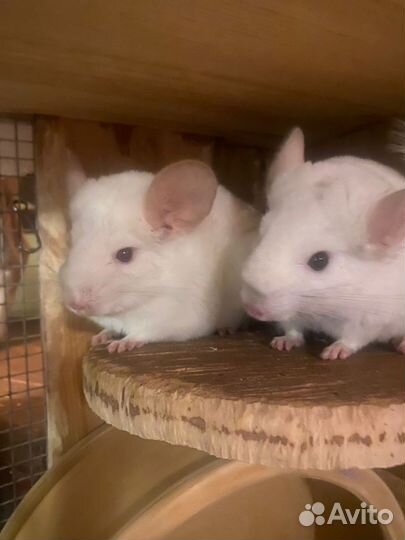 Щенки Шиншилл