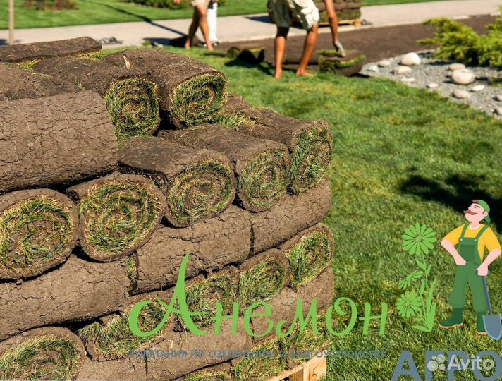 Рулонный газон