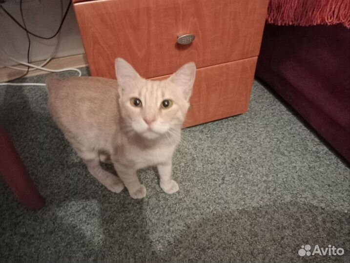 Кошки в добрые руки