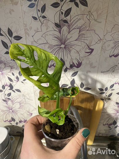 Монстера манки