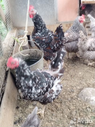 Инкубационное яйцо породных кур