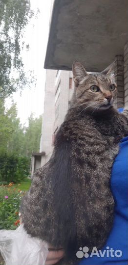 Шикарная киса