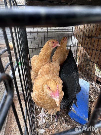 Молодые петушки орпингтоны
