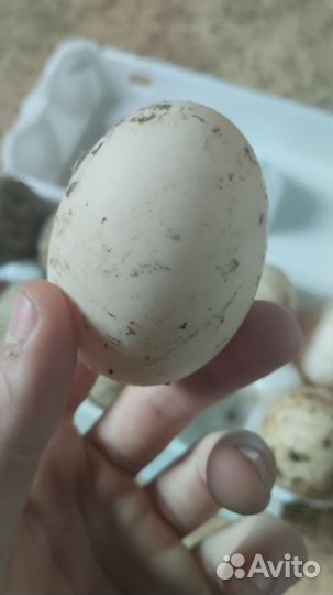 Яйца утиные