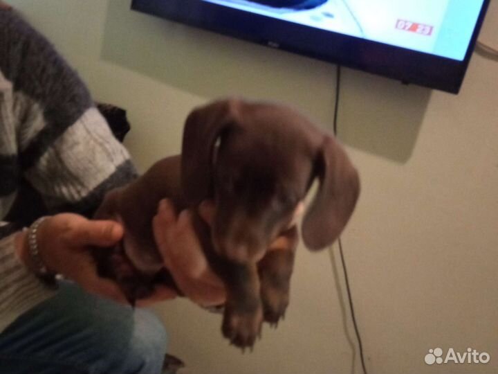 Щенок стандартной таксы