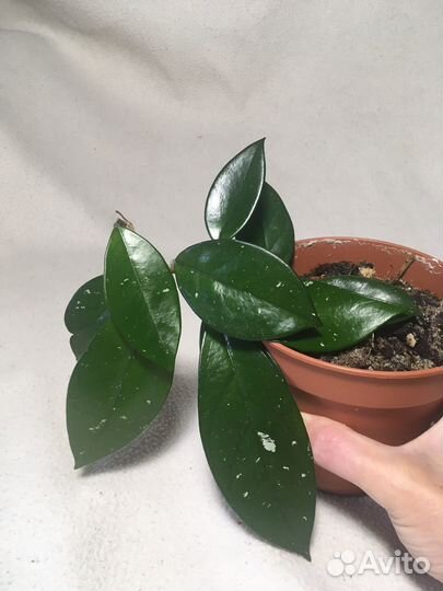 Хойя мясистая Карноса/ восковой плющ