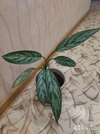 Аглаонема Сильвер Кинг