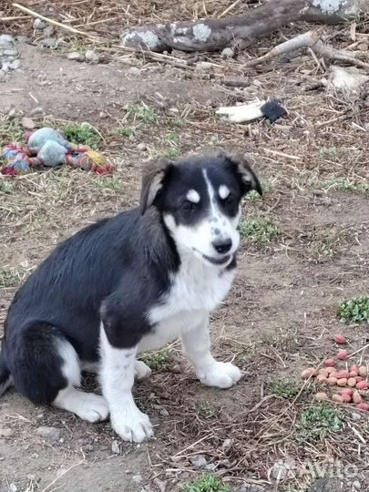 Дайте шанс жить