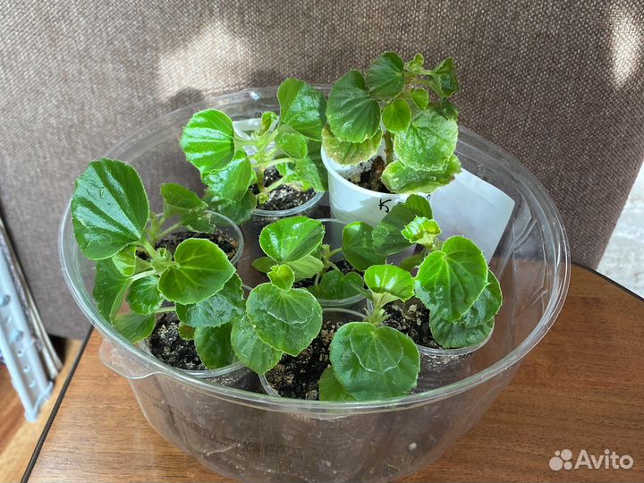 Бегония вечноцветущая махровая