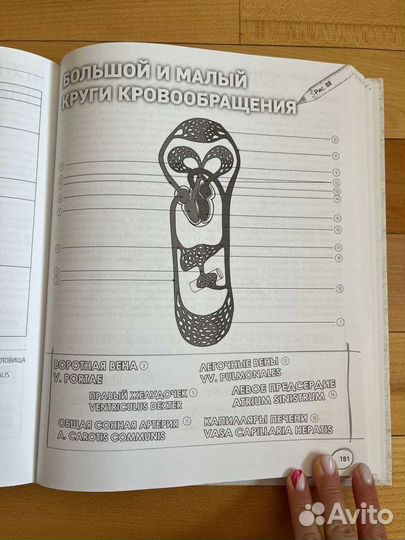 Атлас-расскраска Билич, Зигалова