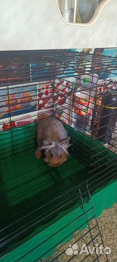 Декоративные кролики