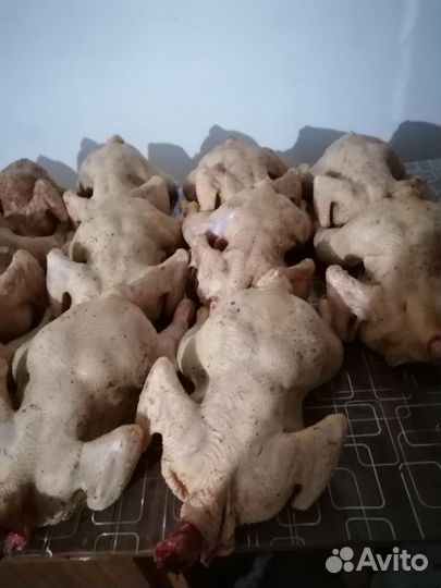 Тушка цыплят бройлеры