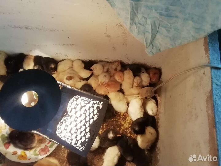 Цыплята доминанты