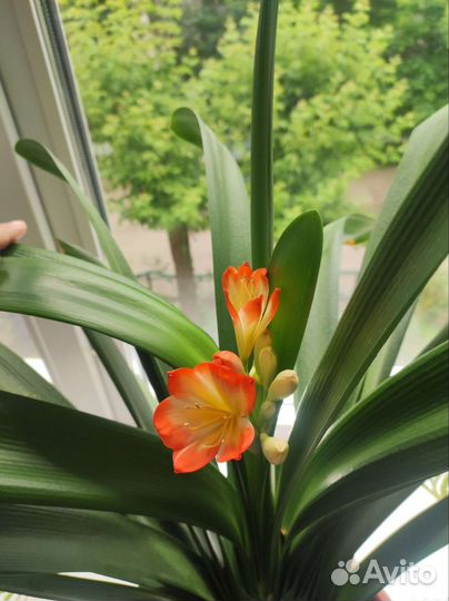 Комнатные цветы кливия