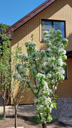 Коттедж 261,8 м² на участке 6,9 сот.