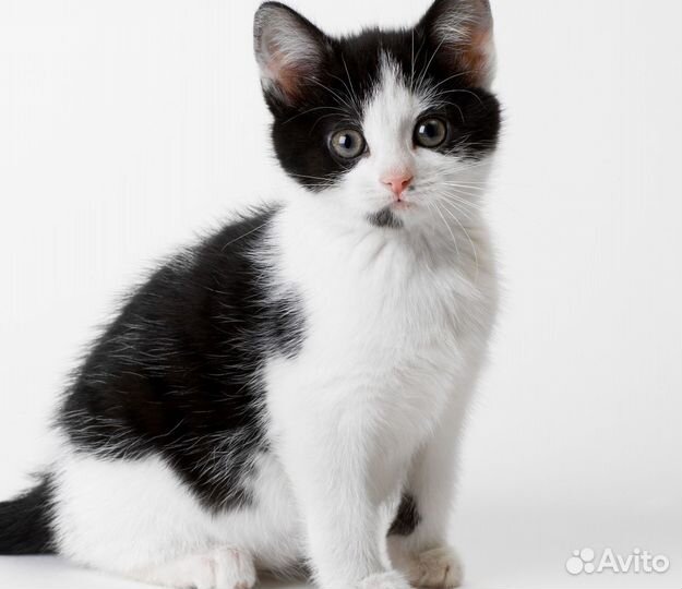 Котёнок чёреый с белым