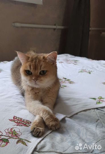 Британская золотая шиншилла