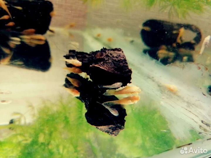 Сомики анциструсы, молодь своего разведения