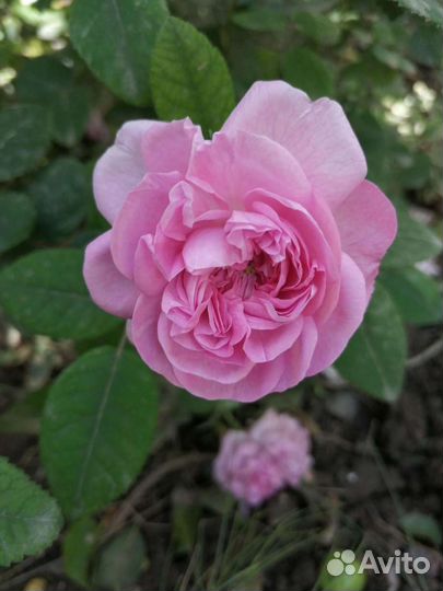 Цветы садовые