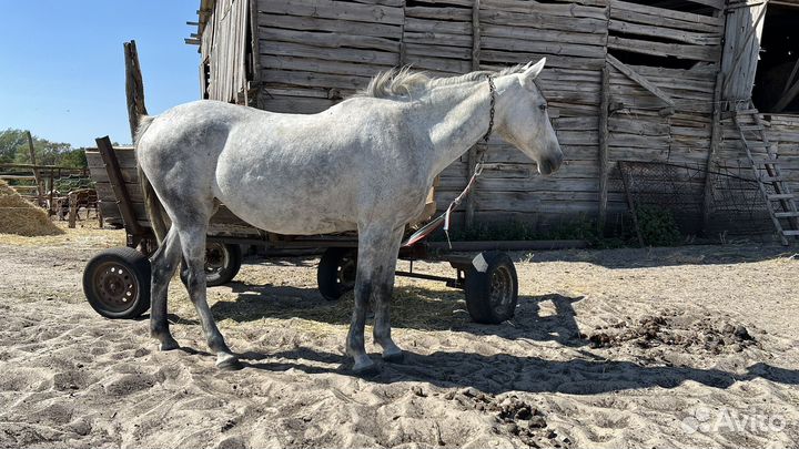 Продается лошадь